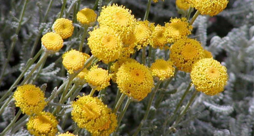 سانتولينا Santolina