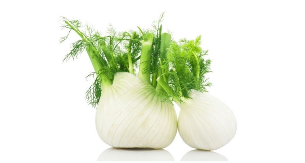 الشمر Fennel