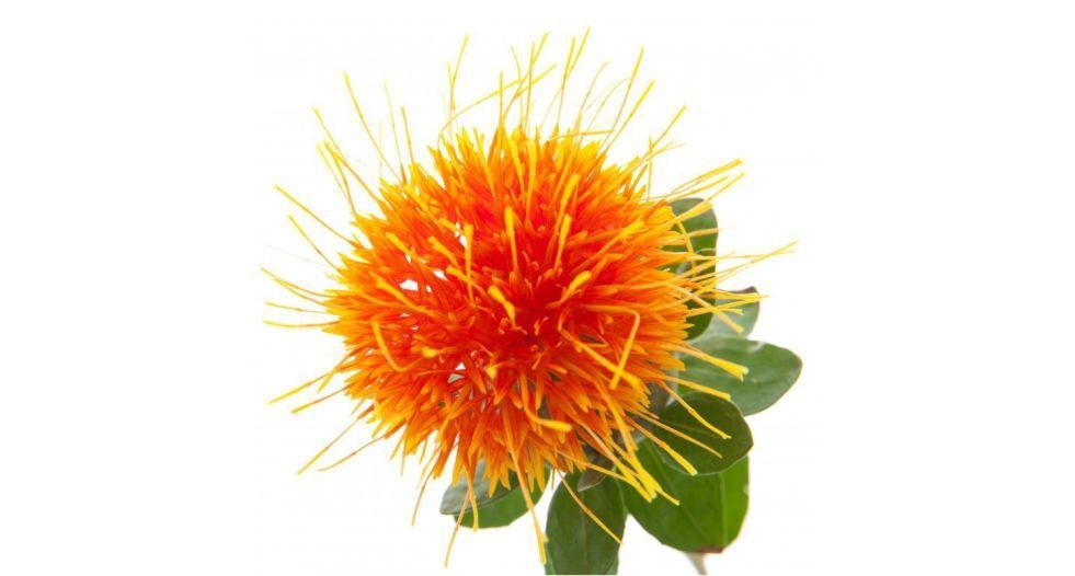 زهرة القرطم safflower