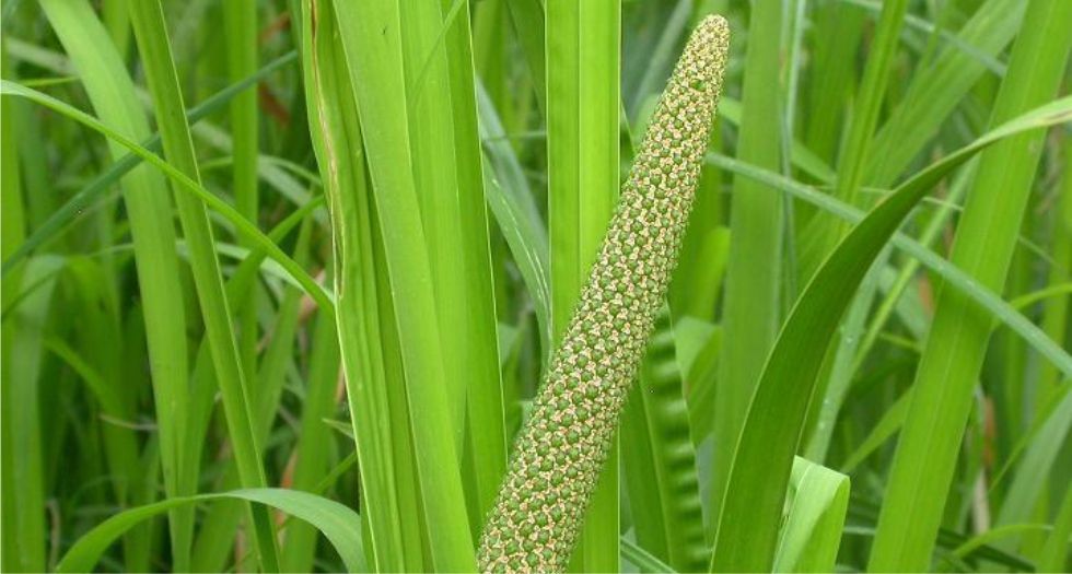 عود الوج Calamus
