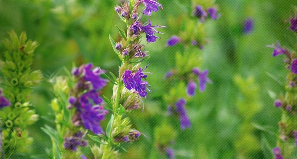 زهرة الزوفا Hyssop