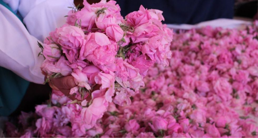 ورد مغربي Moroccan Rose