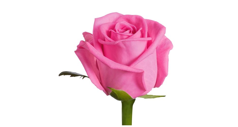 وردة زهرية Pink Rose