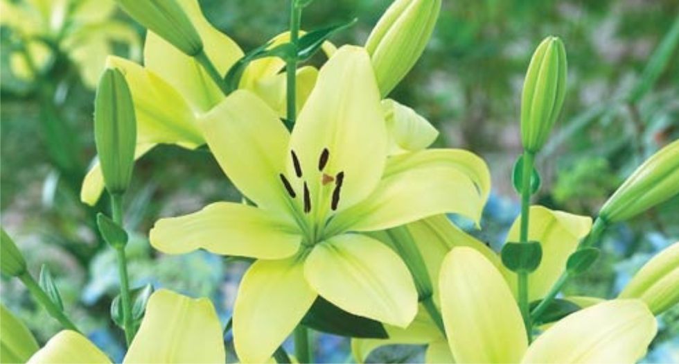 زنبق اخضر Green lily