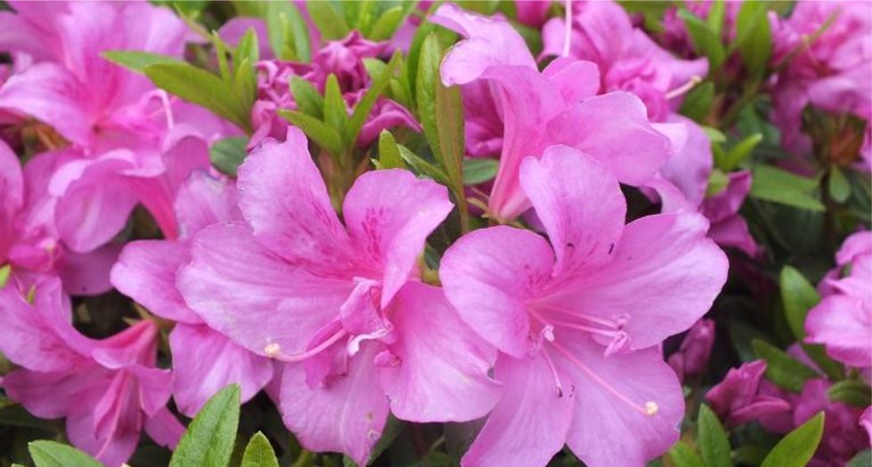وردية ردندرة Rhododendron