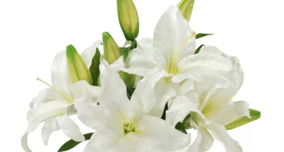 زنبق الدار البيضاء Casablanca Lily