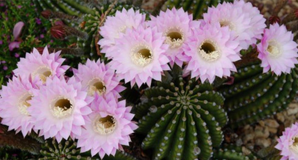 زهور الصبار Cactus Flower