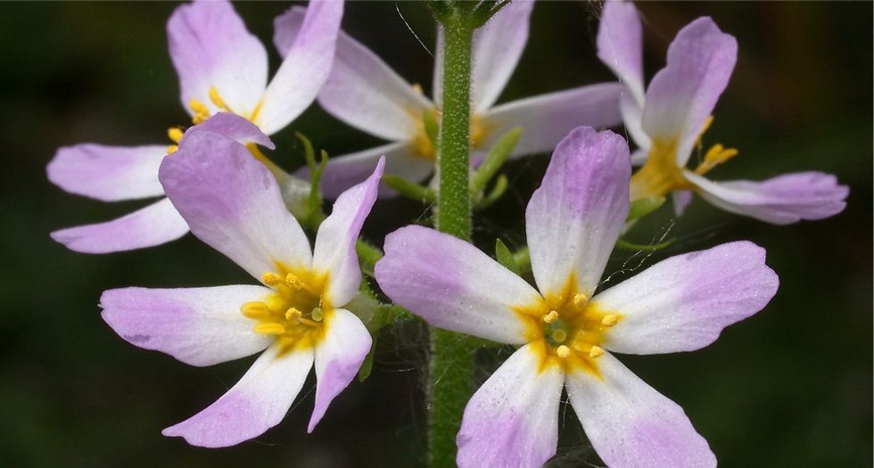البنفسج المائي Water Violet