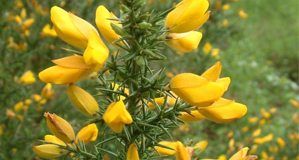 جولق Gorse