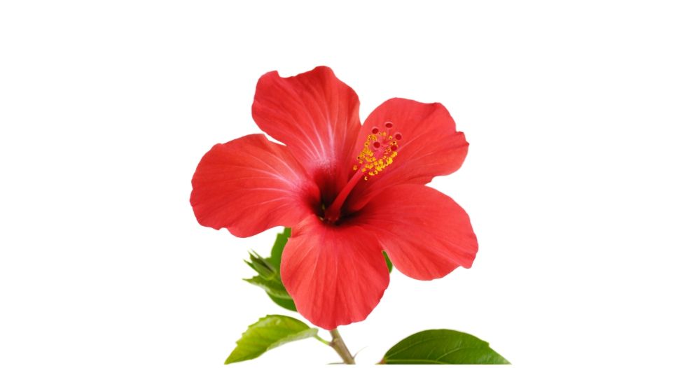 كركديه Hibiscus