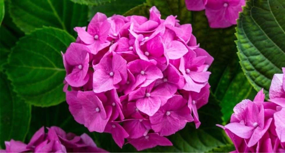 زهرة الكوبية Hortensia