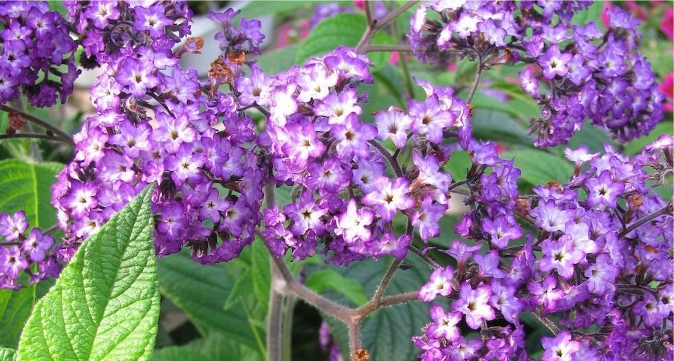 رقيب الشمس Heliotrope