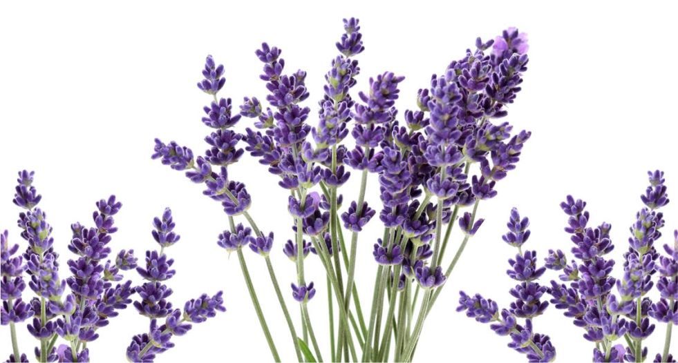 الخزامى lavender
