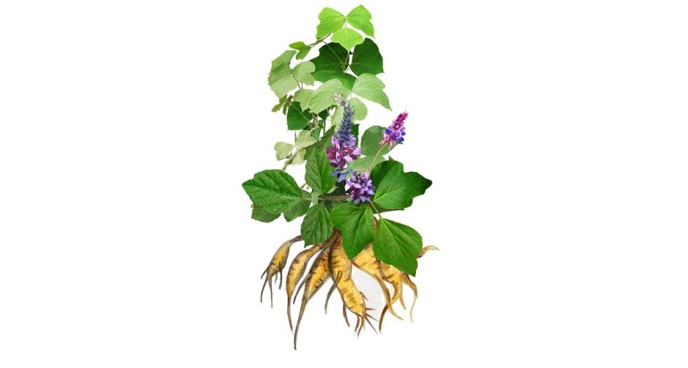 كودزو Kudzu