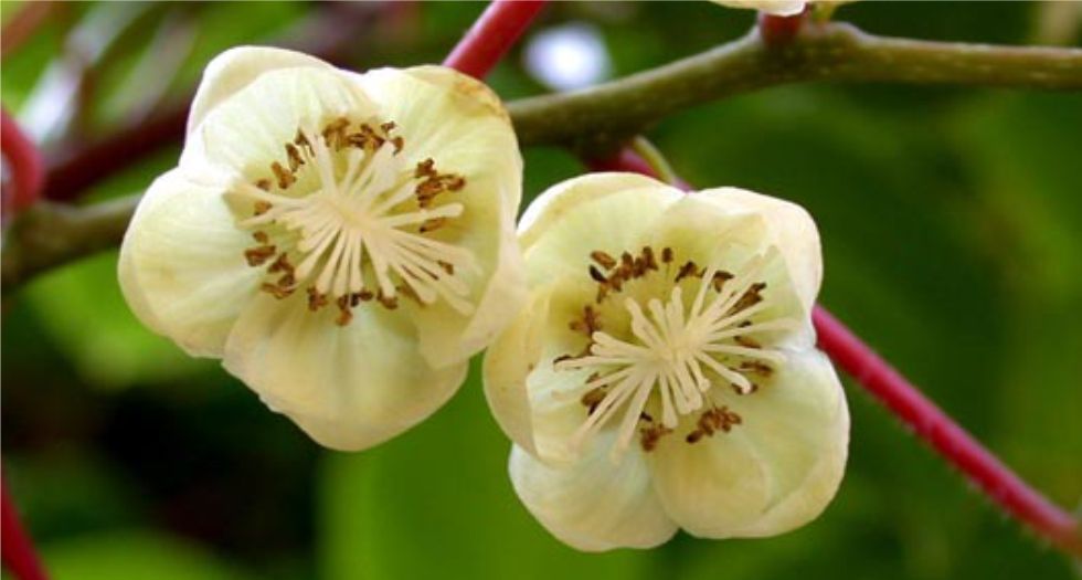 زهرة الكيوي Kiwi blossom