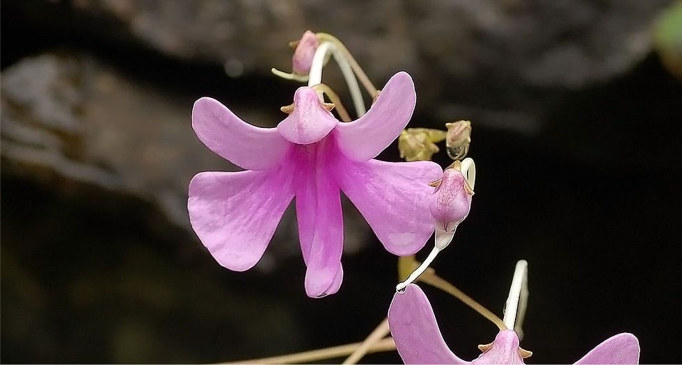 بلسم Impatiens