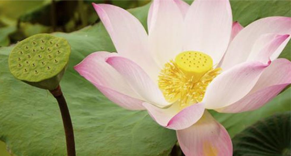 اللوتس Lotus
