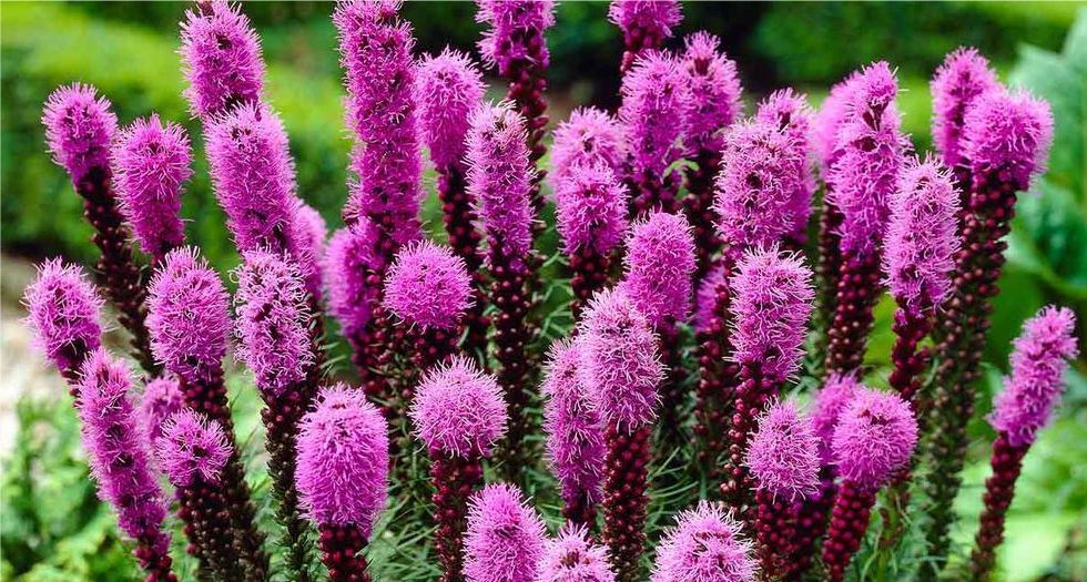 لياتريس Liatris