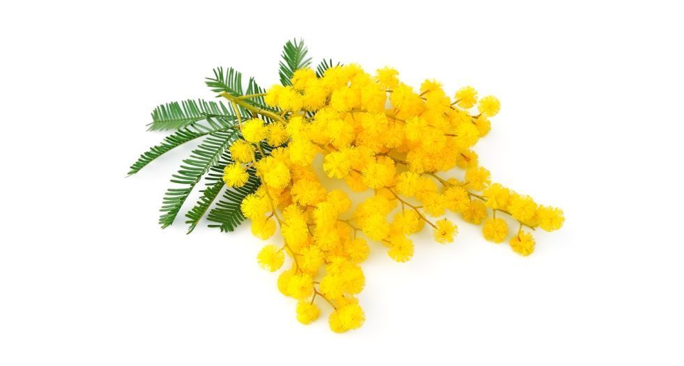 الميموزا Mimosa