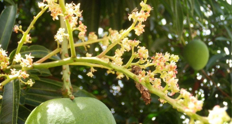زهر المانجو Mango blossom
