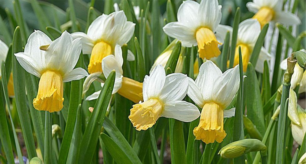 النرجس Narcissus