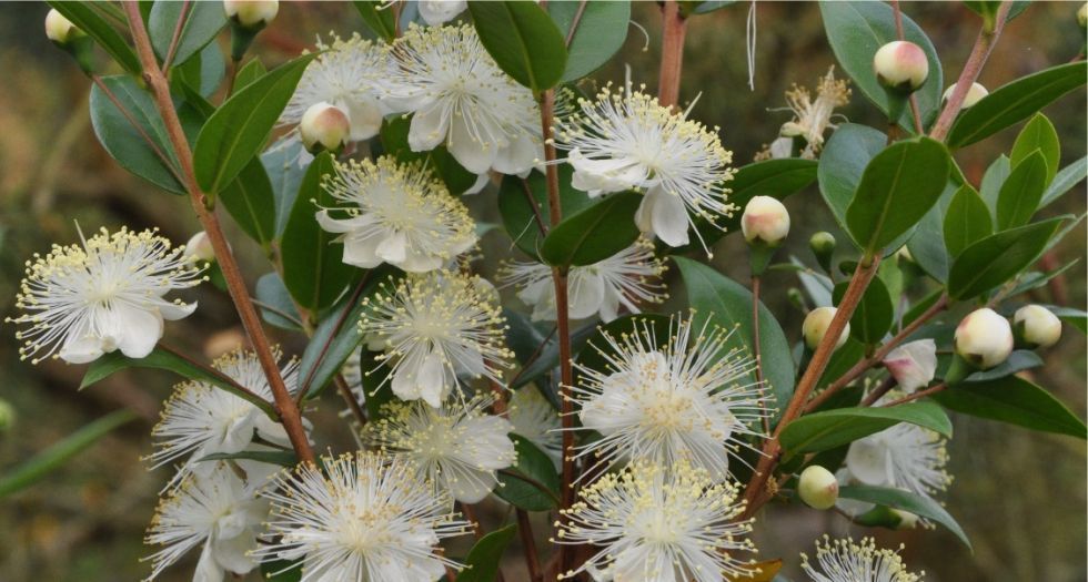 زهرة الآس Myrtle