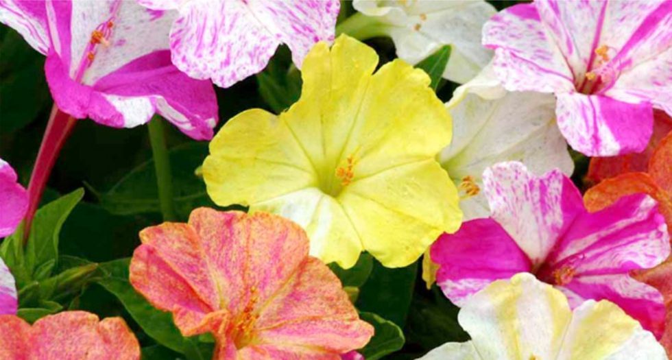 ميرابيليس Mirabilis