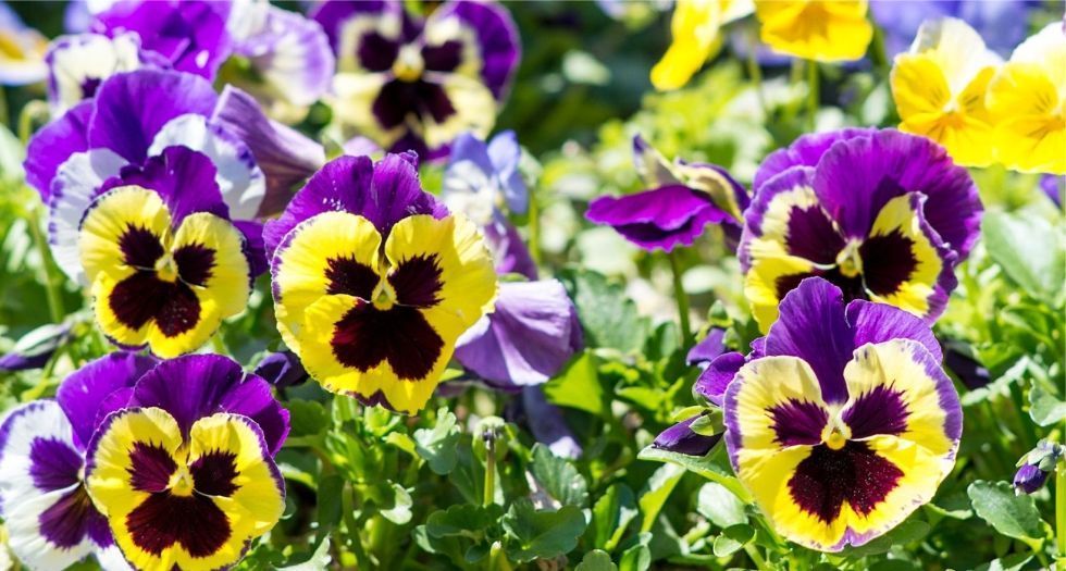 زهرة بانسي pansy