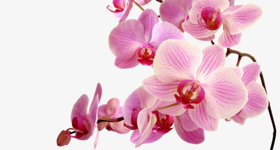 زهرة الاوركيد Orchid