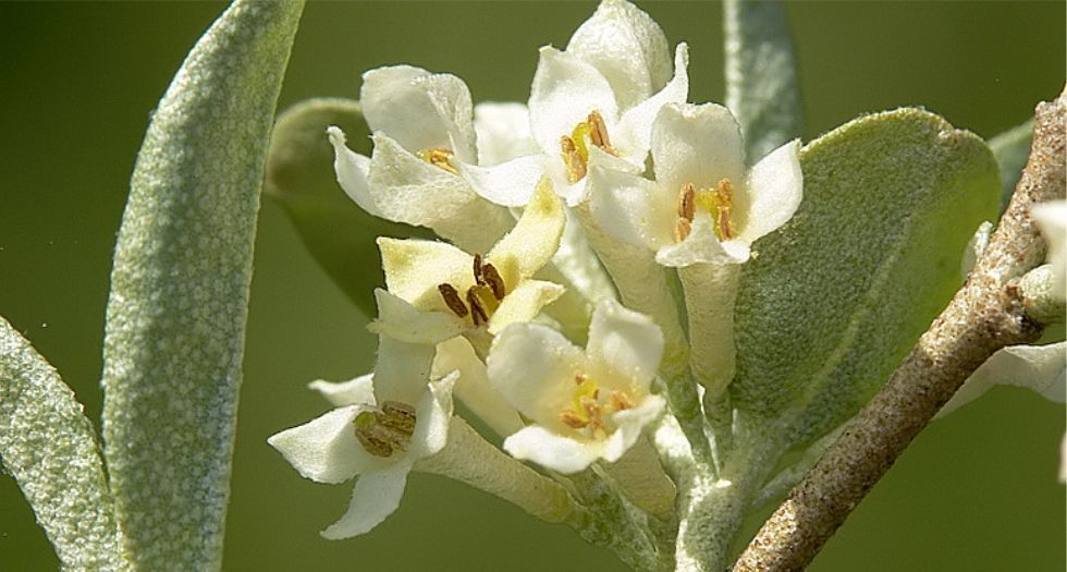 زهرة الزيتون Olive blossom (flower)