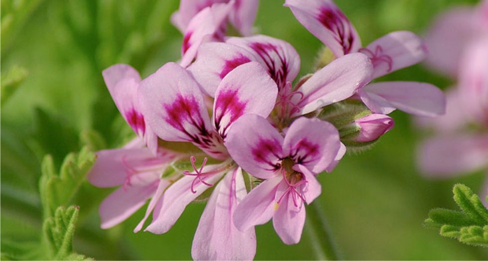 زهرة اللقلقي Pelargonium