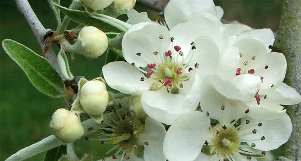 زهرة الكمثرى Pear blossom