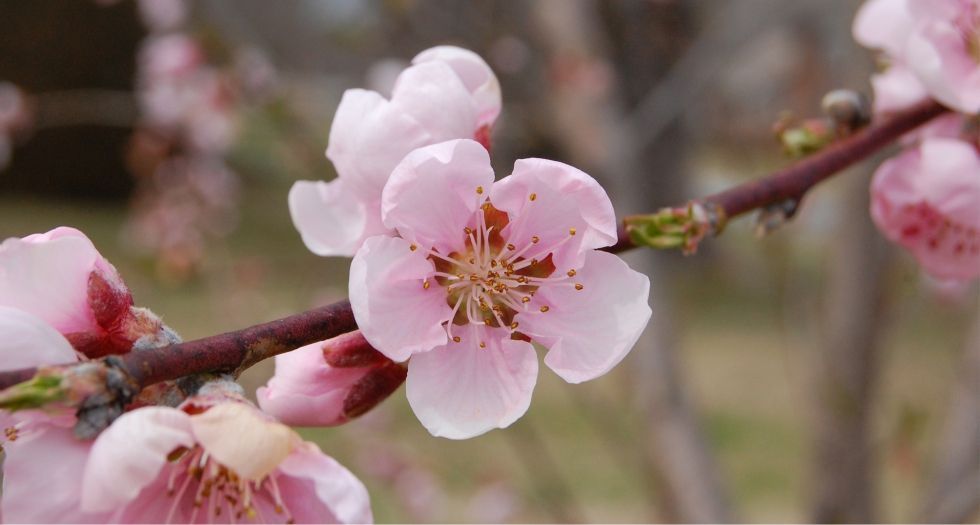 زهرة الخوخ Peach blossom