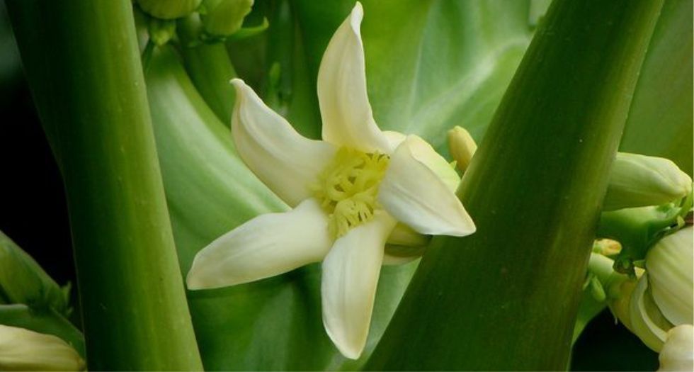 زهرة البابايا Papaya blossom