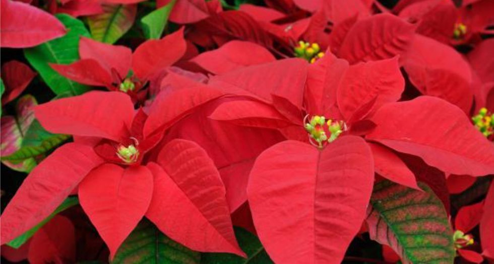 بنت القنصل Poinsettia