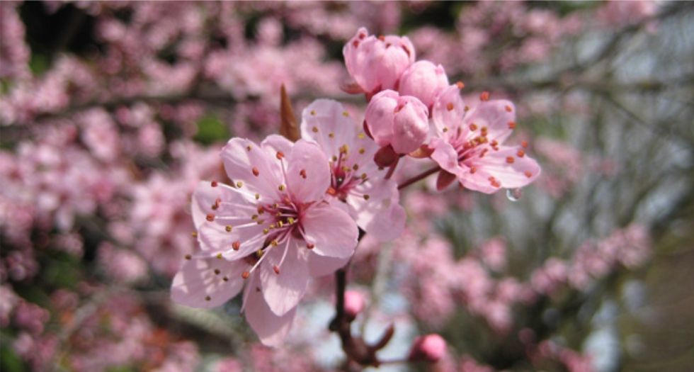 زهر البرقوق Plum blossom