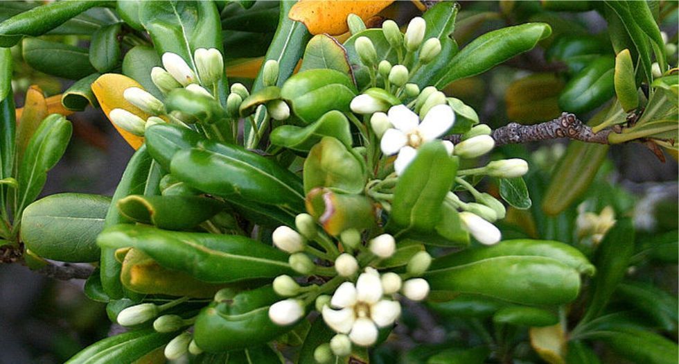 بيتوسبوروم Pittosporum (Pitosporum)