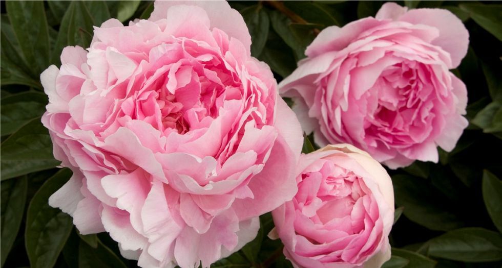 الفاوانيا Peony