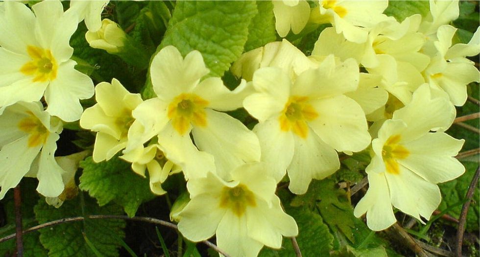 زهرة الربيع Primrose