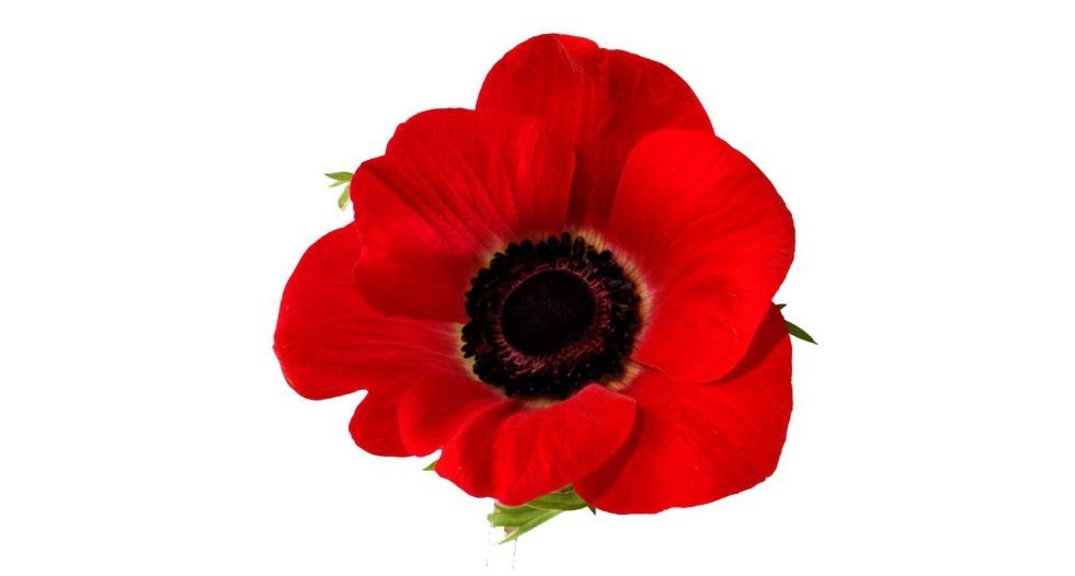 الخشخاش Poppy