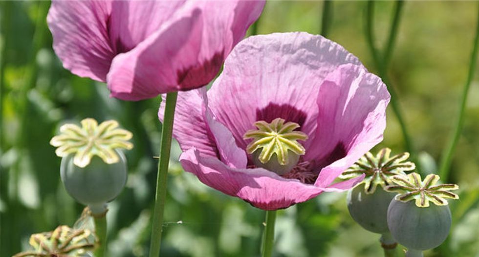 زهرة الافيون Opium