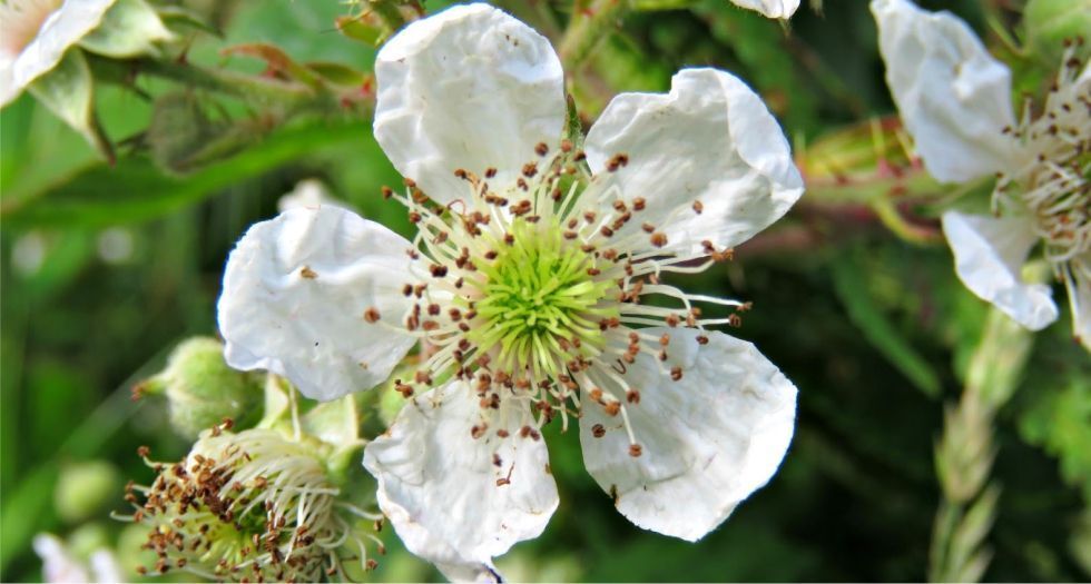زهرة التوت raspberry blossom