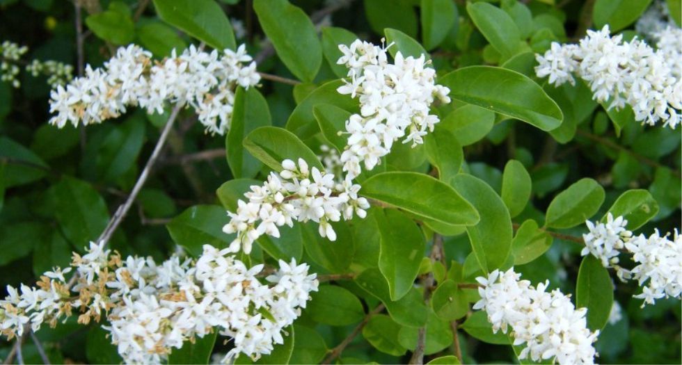بريفيت Privet