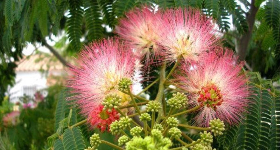 زهرة شجرة الحرير Silk Tree Blossom