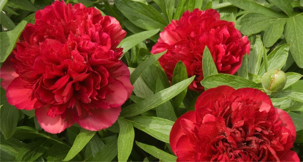 الفاوانيا الحمراء Red peony
