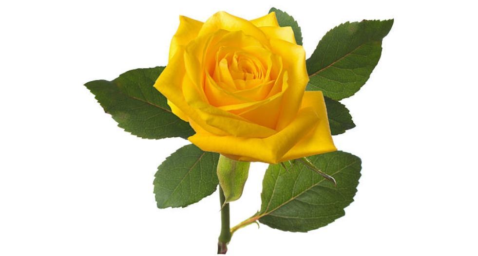 وردة صفراء Yellow Rose