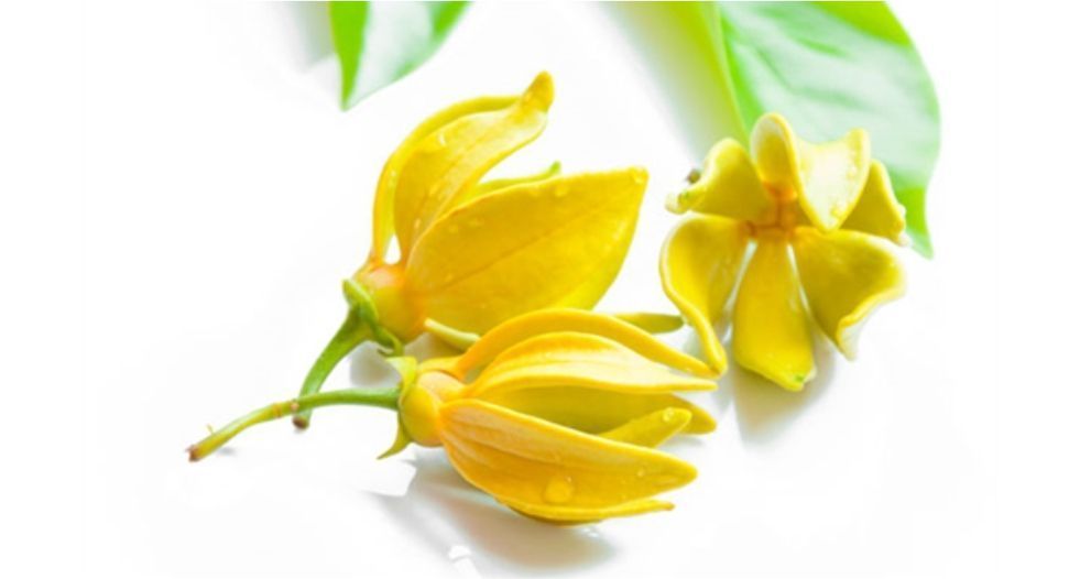 يلانج يلانج Ylang-ylang