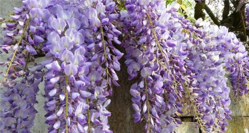 الوستارية Wisteria