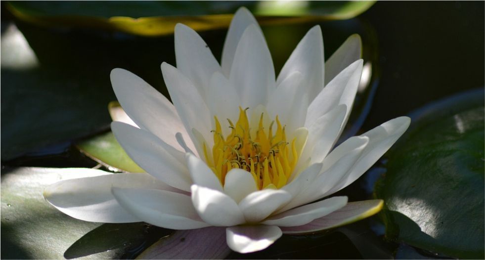 زنبق الماء Water Lily