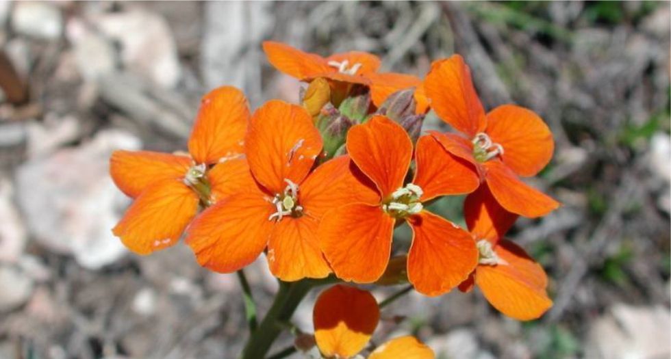 زهرة الجدار Wall Flower